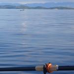 Delfine zwischen den Inseln vor Zadar