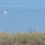 Wir haben auch Flamingos gesehen