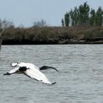 Seltsamer Vogel in der Lagune von Venedig
